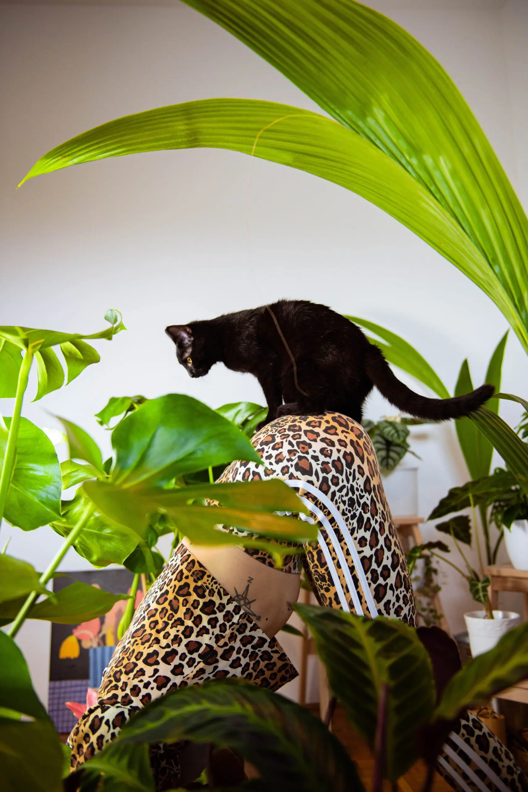 She is practicing Forward bends Yoga pose, black cat sitting on her ass