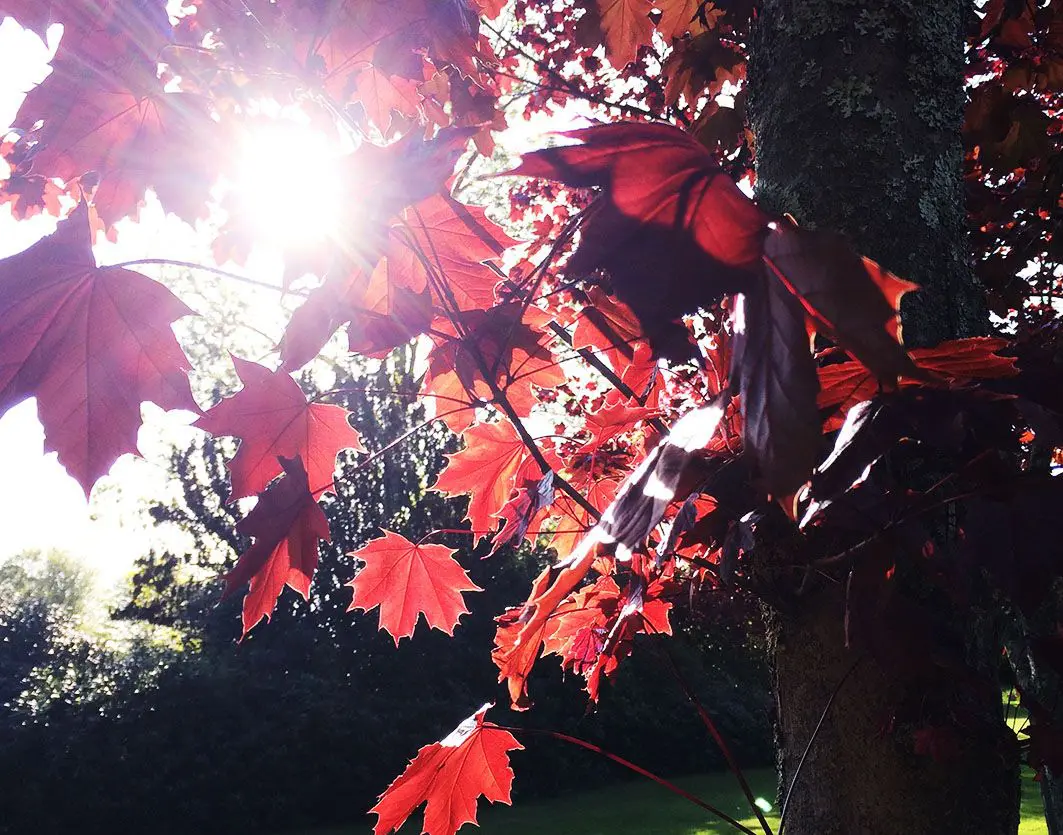Colorful autumn leaves with the sunshine in the Skye
